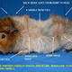 Image for article titled The high-stakes underworld of guinea pig pageantry